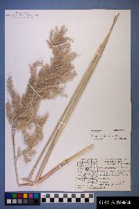 Tripidium ravennae subsp. ravennae image